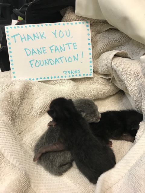 Dane Fante Foundation - Paws - Thank You